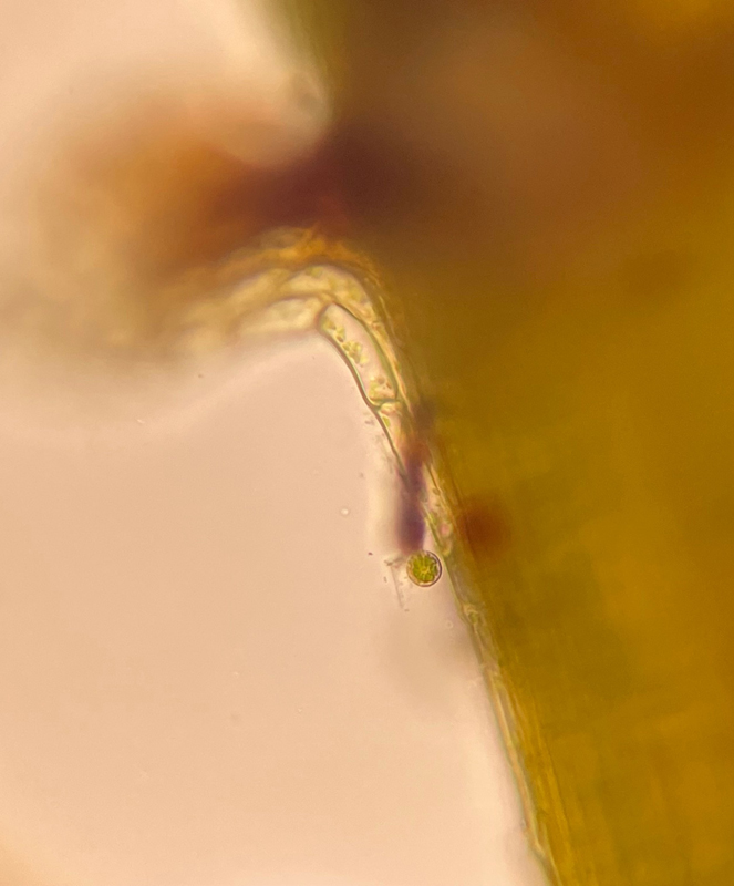 Pseudocampylium radicale